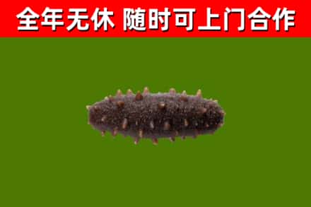 金昌回收海参干